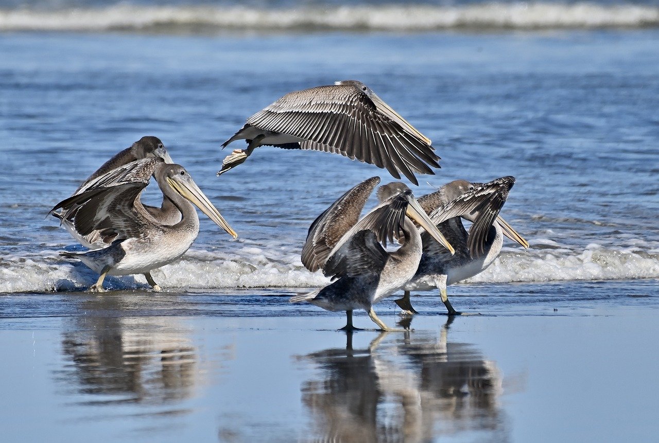 Resilient Wildlife - Species That Thrive in Urban Environments